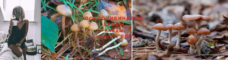 Псилоцибиновые грибы MAGIC MUSHROOMS  закладка  Кореновск 